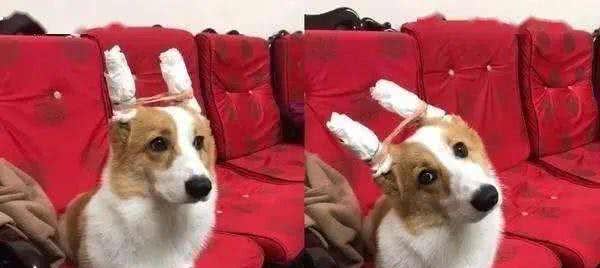 做立耳术，对狗狗来说有好处吗？