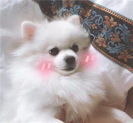 狗狗晚上太吵闹，怎么训练？