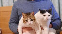 养猫，劝你养“母猫”，原因有这几个
