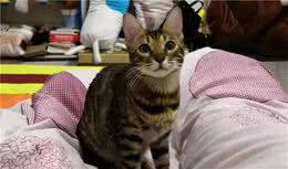 猫咪怎么托运