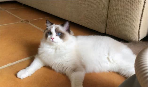 一只布偶猫多少钱？如何挑选纯种的布偶猫？