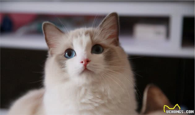 一只布偶猫多少钱？如何挑选纯种的布偶猫？