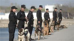 警犬种类知多少，你能认出几个呢？