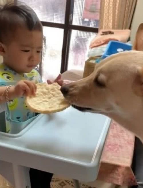 狗怎么越来越胖？直到看见“超暖互动”，女主人终于明白了