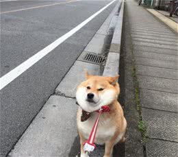 柴犬总是不听话，要从小就让它知道：你是主人，听你的没错