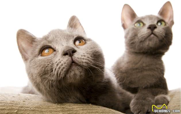 世界上现存猫咪的品种有多种，名称各异，猫咪有哪些品种及名称