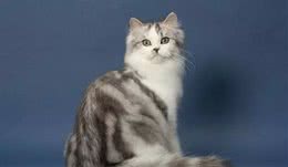 布偶猫的亲兄妹，褴褛猫，你有听说过吗？