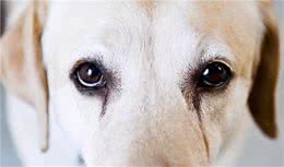 拉布拉多犬泪痕怎么办？