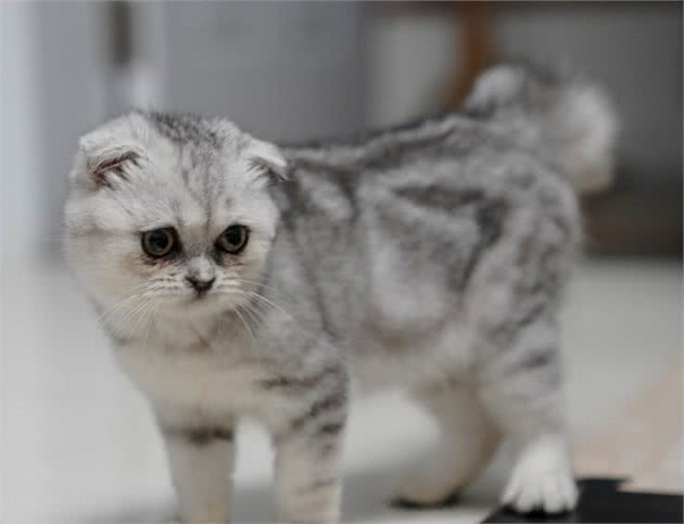 认识折耳猫