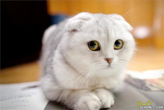 认识折耳猫