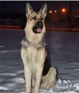 俄罗斯名犬：东欧牧羊犬