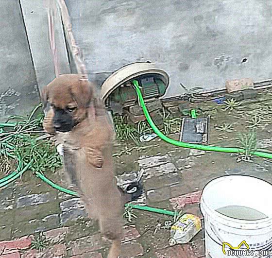 土狗抗拒吹风，铲屎官想出办法，却被人误会在虐狗