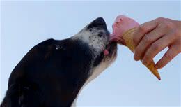 如何用零食正确的训狗？