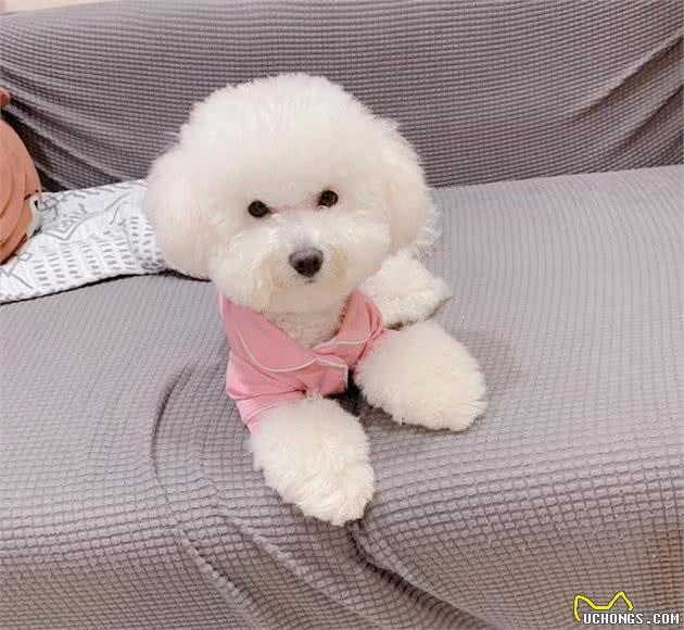 你们了解比熊犬的性格吗？