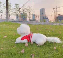 你们了解比熊犬的性格吗？