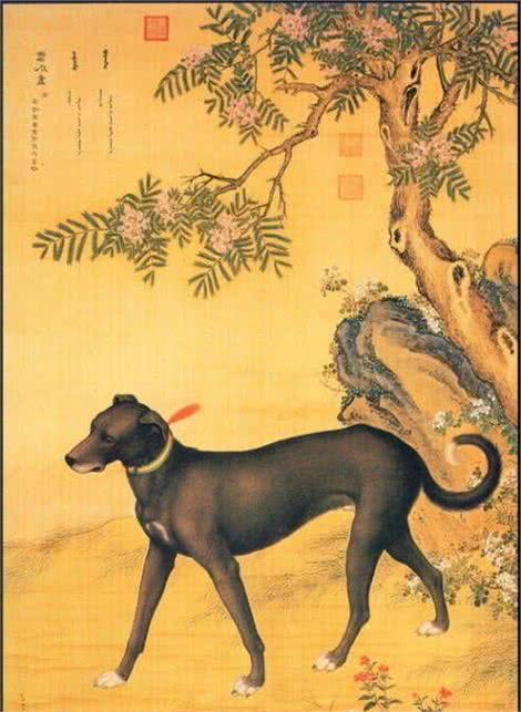 你对我们的中华田园犬了解吗？