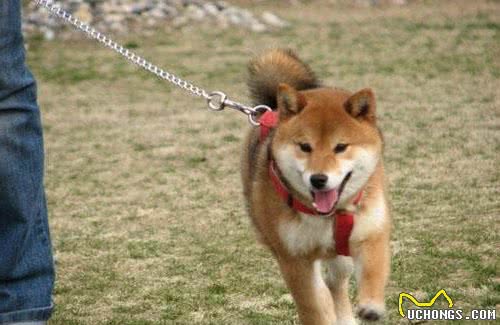 你对我们的中华田园犬了解吗？