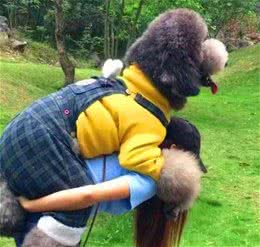 贵妇犬容易患的7种“公主病”，很多都是致命的“元凶”