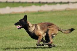 全球征用的5大警犬，我国昆明犬也光荣上榜