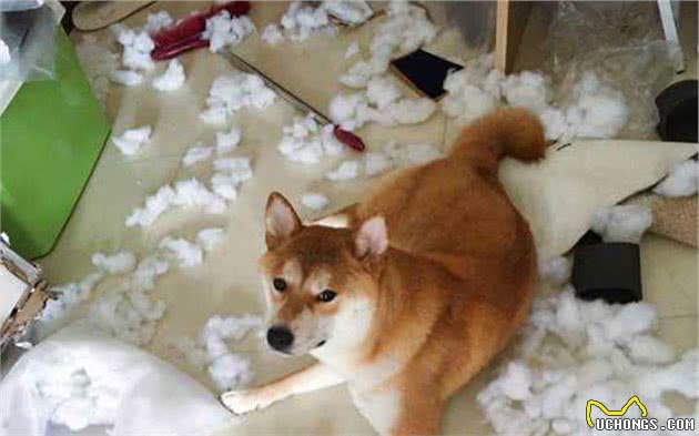 我都胖成球了，你还不带我出门运动吗？盘点狗狗需要运动六个标志