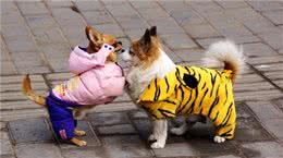霜降已来，隆冬将至，该不该给狗狗穿衣服？