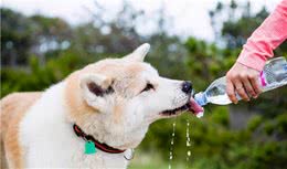 千万不要给狗狗喝这几类“水”，身体可能会坏掉