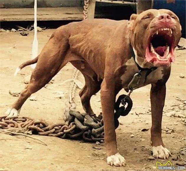 盘点5大“凶犬排行榜”，藏獒也败给了它