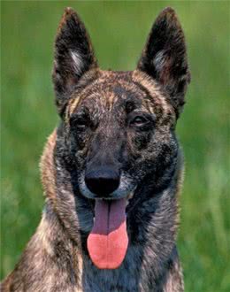 可打败野狼的警犬：优秀的荷兰牧羊犬