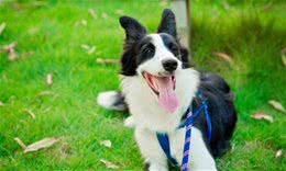 新手养宠注意事项：狗会便秘吗？处理狗狗便秘的措施有哪些？