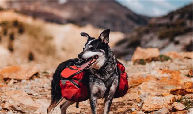 狗狗长腿的烦恼你知道吗？大型犬如何正确运动？