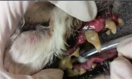 啃磨牙棒=给狗刷牙？狗狗可能得牙周病！刷牙才是硬道理