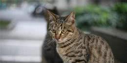 中国狸花猫真的有那么不堪吗？养过之后你会对它“真香”的