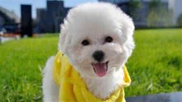 地球上10大最不易掉毛的狗狗，中国冠毛犬上榜，你喜欢哪一种？