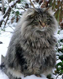 猫中的小巨人，可以把你吃到破产的猫咪