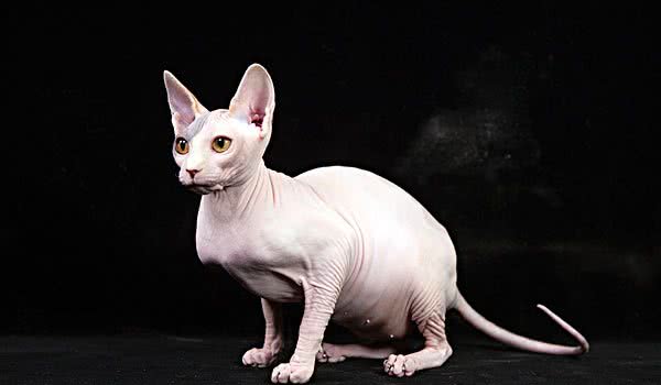 常见宠物猫大全：价格、分类、简介