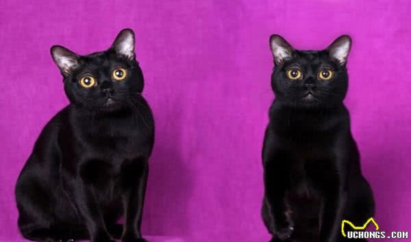 常见宠物猫大全：价格、分类、简介