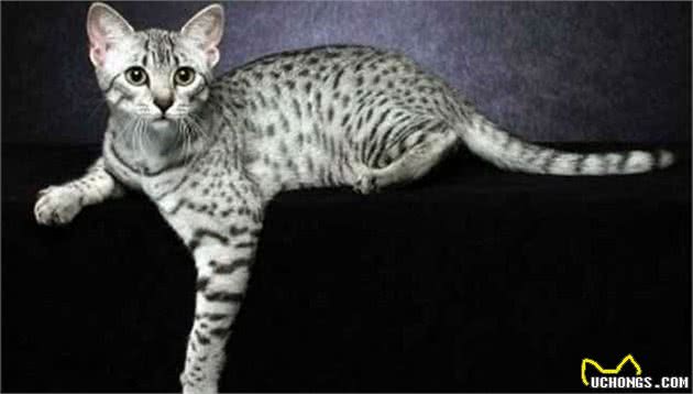 常见宠物猫大全：价格、分类、简介