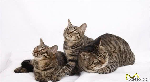 常见宠物猫大全：价格、分类、简介