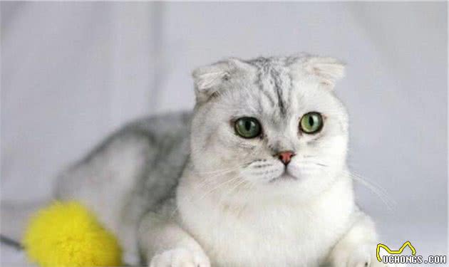 常见宠物猫大全：价格、分类、简介