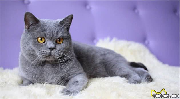 常见宠物猫大全：价格、分类、简介