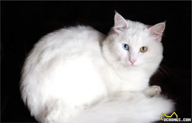 常见宠物猫大全：价格、分类、简介