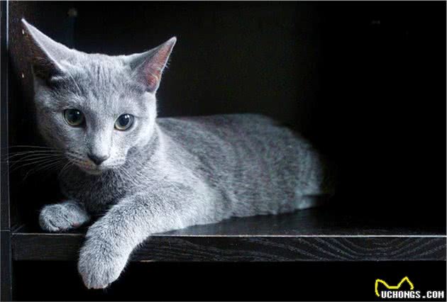 常见宠物猫大全：价格、分类、简介