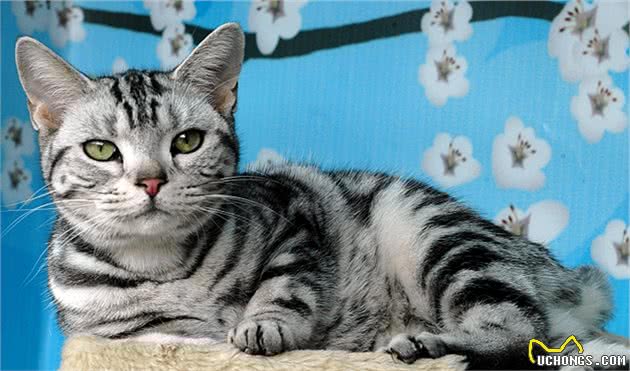 常见宠物猫大全：价格、分类、简介