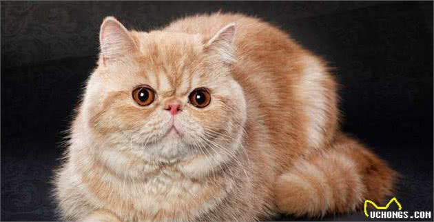 常见宠物猫大全：价格、分类、简介