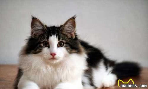 常见宠物猫大全：价格、分类、简介