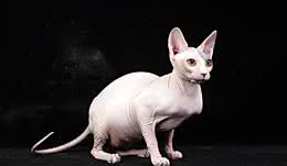 常见宠物猫大全：价格、分类、简介