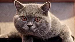 就冲它这6点，养只英国短毛猫真的很好！