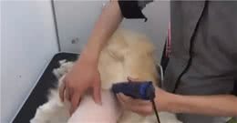 铲屎官平日懒不打理狗狗，有天看狗子热帮忙剃毛，事后狗子扎心了