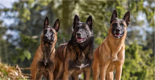 德国牧羊犬VS马犬，全凭个人所需