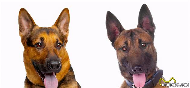 德国牧羊犬VS马犬，全凭个人所需